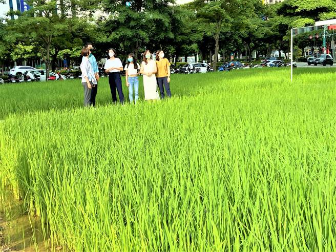 台中市七期于市政路与惠来路的千坪角地，出现令人惊艷的绿色稻浪景观。（卢金足摄）