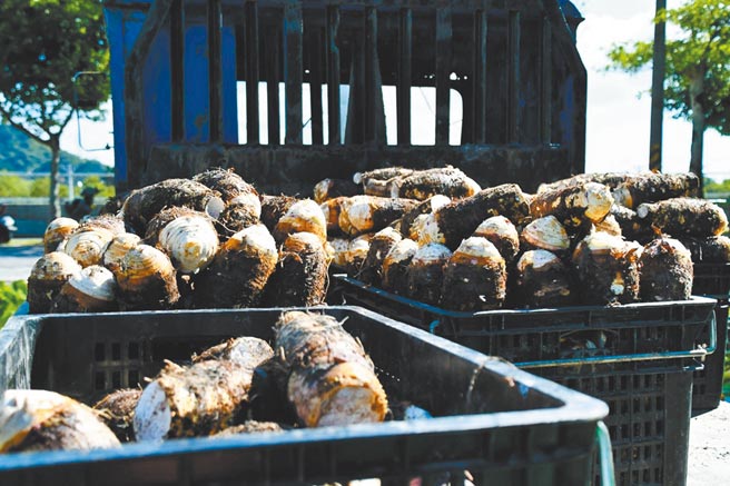 目前正值花蓮吉安鄉芋頭產季，今年種植面積高達160公頃，估至少能產3000公噸。（吉安鄉公所提供／羅亦晽花蓮傳真）