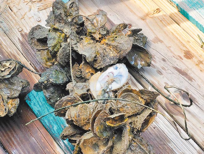 渔民捞起的一串串牡蛎，大多有「开口笑」情形，死亡率达到8成。（七股区公所提供／张毓翎台南传真）