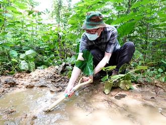 保育諸羅樹蛙 中正大學老師再造生態池營造合適棲地