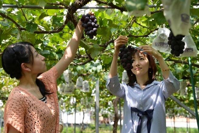 採果体验可以享受亲自摘採及大啖时令水果的乐趣，不论大人、小孩都能玩得开心。　图：伊万里市观光协会／提供