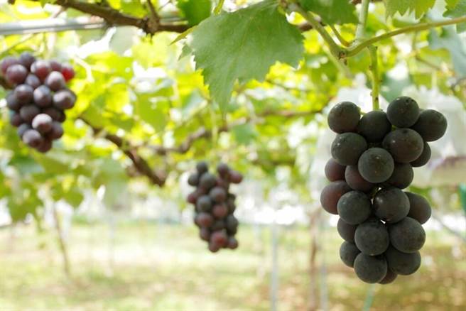 ▲结实累累的巨峰葡萄，光看就让人垂涎三尺。　图：伊万里市观光协会／提供