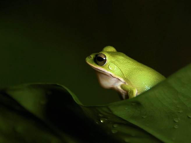 因最早在嘉义发现而以古地名「诸罗」命名的诸罗树蛙，是二级保育类的台湾特有种。（中正大学提供／张亦惠嘉县传真）