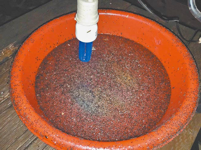 六龜琉璃蟻肆虐，居民每晚只好用臉盆點燈捕捉它，光一整晚就有上萬隻。（本報資料照片）