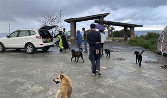 絕育有成 花蓮浪浪遞減中 犬貓三合一巡迴活動即起開跑