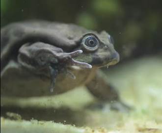 陰囊蛙藏身安地斯山湖底 被做成壯陽冰沙吃到瀕危