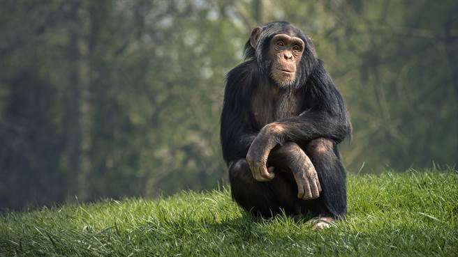 黑猩猩是人類最相似的近親，98%的DNA都相同。(圖/GCGN)