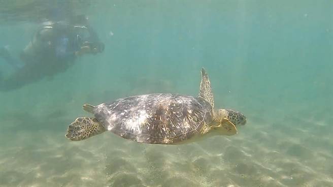 台东县府及海洋委员会海巡署东部分署、海洋委员会海洋保育署及国立海洋生物博物馆26日野放绿蠵龟。（台东县政府提供／蔡旻妤台东传真）