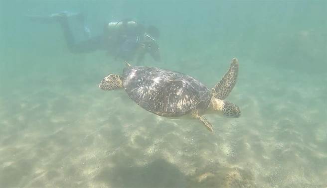 台东县府及海洋委员会海巡署东部分署、海洋委员会海洋保育署及国立海洋生物博物馆26日野放绿蠵龟。（台东县政府提供／蔡旻妤台东传真）