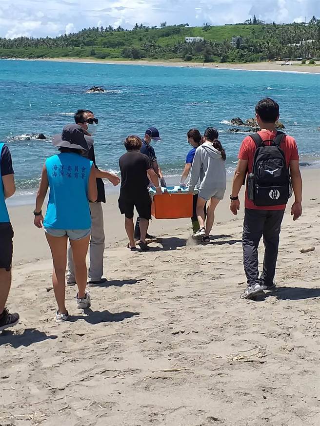 台东县府及海洋委员会海巡署东部分署、海洋委员会海洋保育署及国立海洋生物博物馆26日野放绿蠵龟。（台东县政府提供／蔡旻妤台东传真）