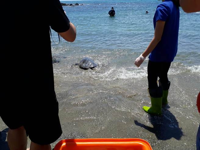 台东县府及海洋委员会海巡署东部分署、海洋委员会海洋保育署及国立海洋生物博物馆26日野放绿蠵龟。（台东县政府提供／蔡旻妤台东传真）