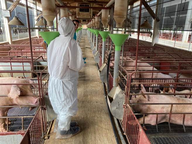 防疫人员确认猪只健康无异状。（台南市政府提供／张毓翎台南传真）