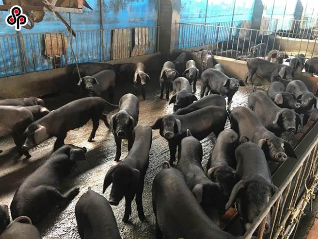 走私非洲猪瘟阳性猪肉流入市场，已经开始影响猪价。（本报系资料照）