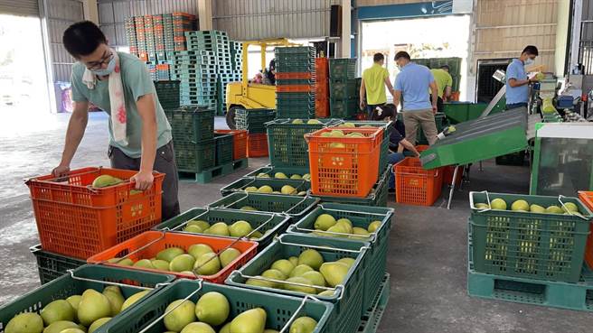 目前正值花蓮縣瑞穗鶴岡文旦柚採收季，今年外銷超過50公噸到日本，除了柚農們從早忙到晚外，瑞穗鄉農會也動員許多員工協助挑選、包裝，確保高品質。（瑞穗鄉農會提供／羅亦晽花蓮傳真）