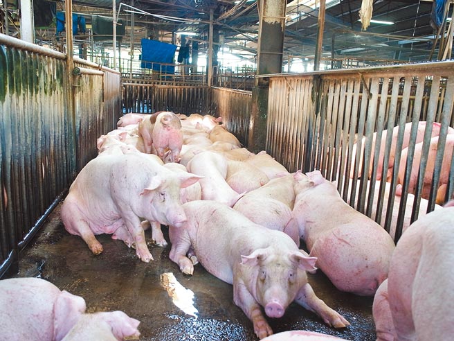 中元节后猪价回稳，云林县肉品市场行销云林优质猪肉。（张朝欣摄）