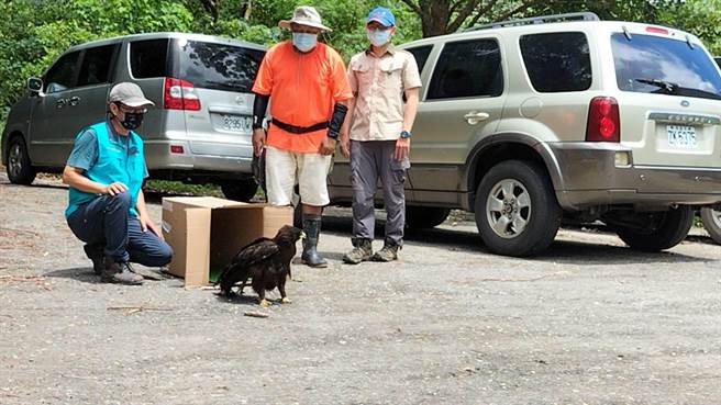 林鵰适应环境中。（屏东林管处提供／谢佳潾屏东传真)