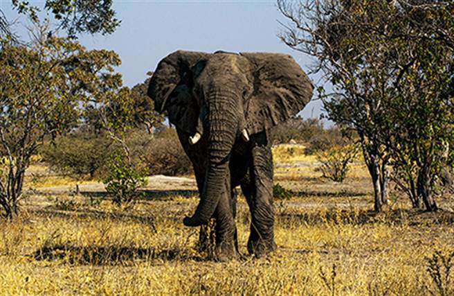处于发情期的成年公象情绪较为急躁。(图／讲义杂志)