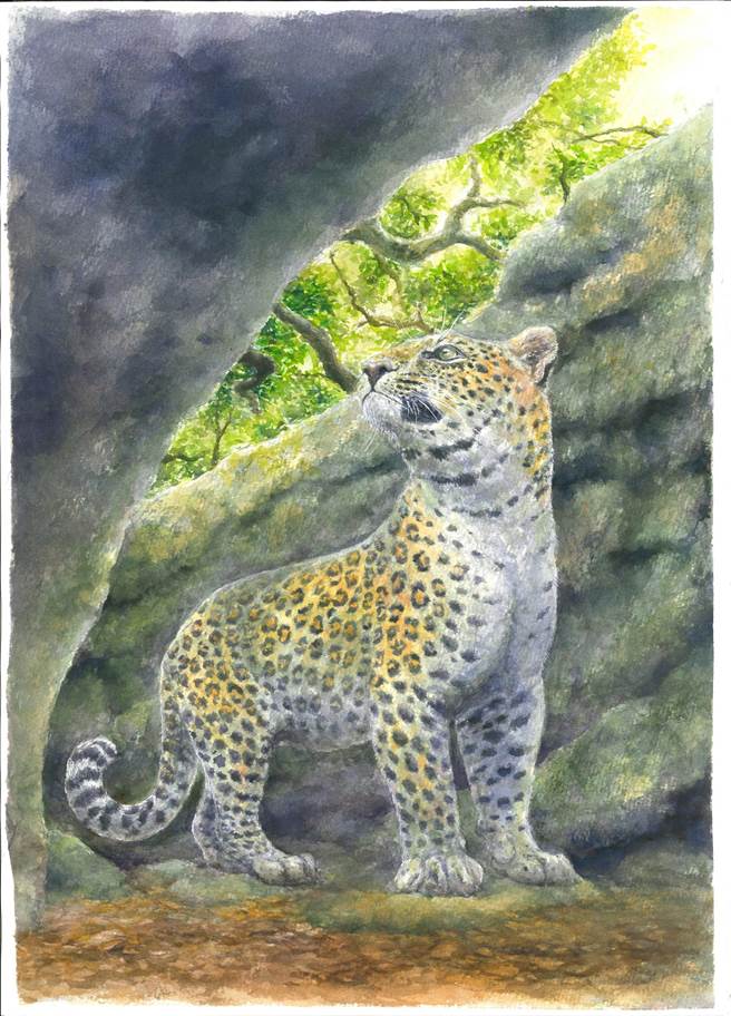 科博馆研究团队在垦丁发现花豹臼齿化石，经分析为1万2000年前冰河时期遗留。(科博馆提供／林欣仪台中传真)