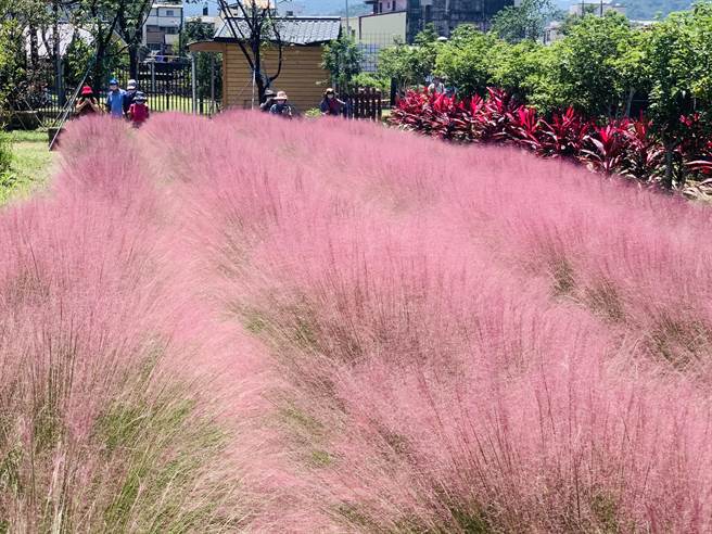 粉黛乱子草引发争议，集集特生中心与镇公所27日会勘，未发现扩散。（廖志晃摄）