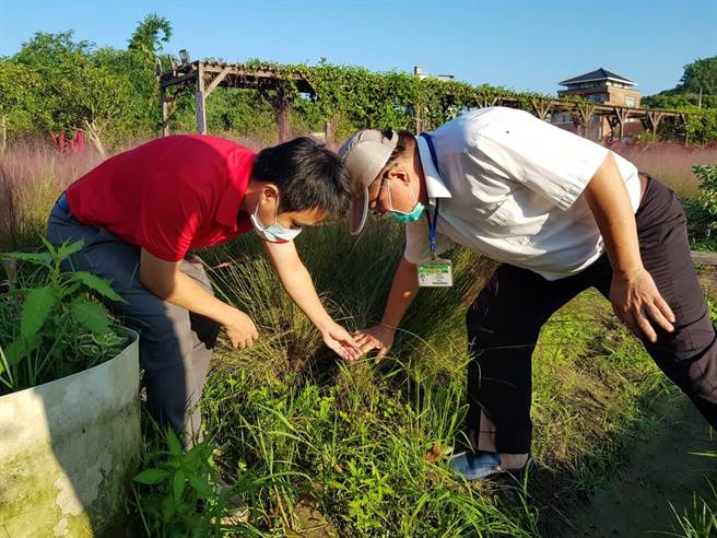集集镇长陈纪衡（左），巡查粉黛乱子草生长情形。（集集镇公所提供／廖志晃南投传真）