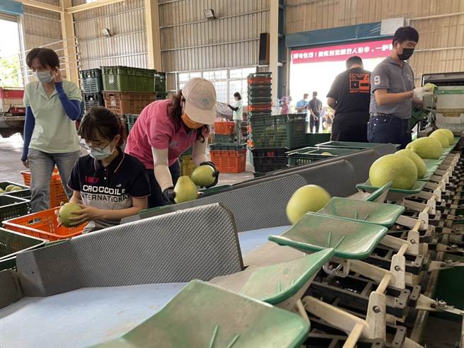 花蓮文旦柚品質佳，去年引進智慧農業科技，讓文旦柚果品質、產量都提升。（王志偉攝）