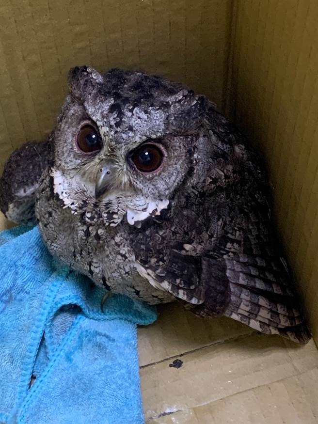 桃园市龟山区张姓民眾昨天晚上在中兴路90巷发现猫头鹰，送到派出所照料。（警方提供）