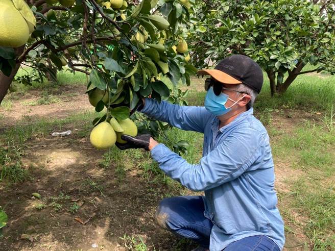 2021年台南市文旦大赛第2阶段赛于8月19日进行田间採果。(台南市农业局提供／刘秀芬台南传真)