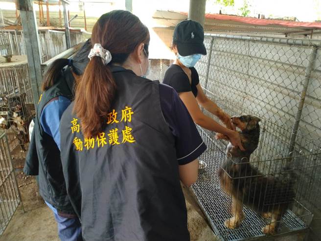 高雄市农业局动保处会同相关单位前往燕巢区视察林政隆犬猫养殖场稽查犬只，发现所有犬只都依规定植入晶片，查无不法。（高雄市农业局提供／林雅惠传真）