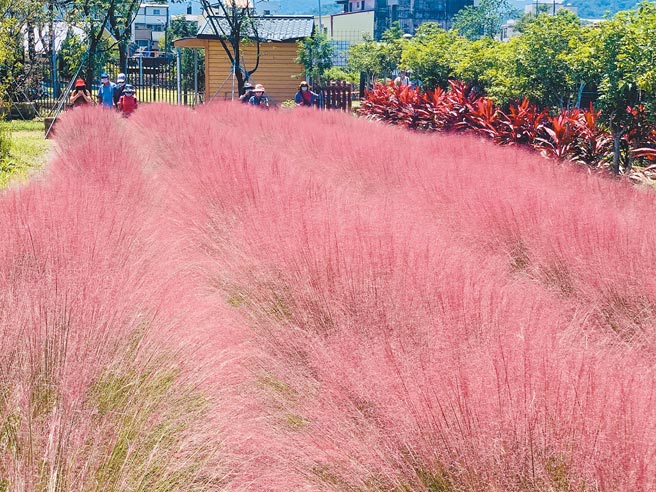 粉黛亂子草引發爭議，集集特生中心與鎮公所27日會勘，未發現擴散。（廖志晃攝）