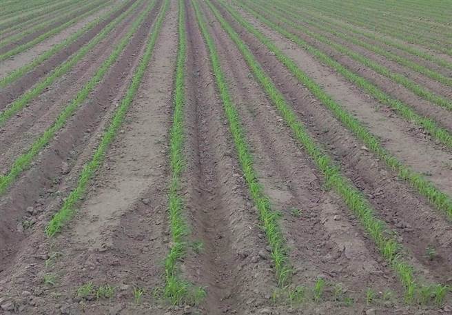 云林县高铁沿线8月间土库镇、元长乡一带已经播种台南7号、8号，专门用于酿酒的高粱，现刚长出小苗，非常可爱。（周丽兰摄）