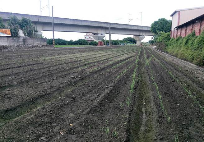云林县高铁沿线推广种植省水作物多年，农民大多种植花生或蒜头，以减少抽地下水灌溉，今年多了高梁选项。（周丽兰摄）