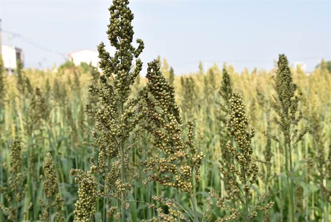 去年斗南镇农会也曾与斗南镇农会今年与台湾菸酒公司、金门酒厂合作试种30公顷高梁，每公顷收成约4公吨，生长期只需灌溉1次水。（周丽兰摄）