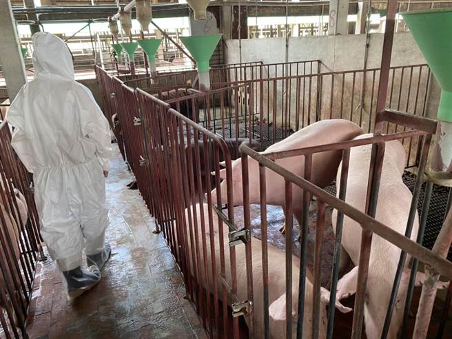 台南市防疫人员针对养猪场展开疫情调查及辅导。（台南市动保处提供／程炳璋台南传真）