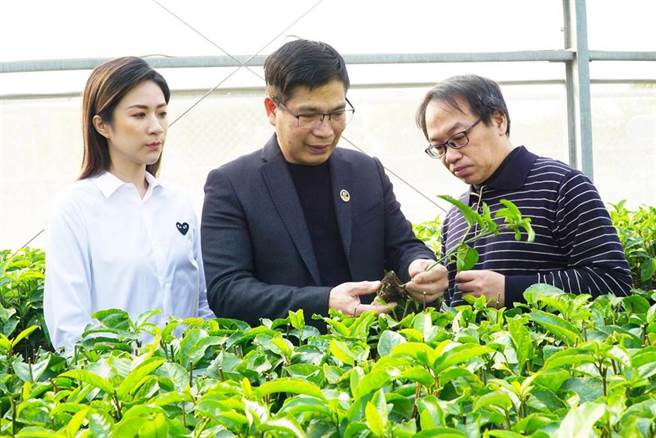 台香种苗刘清尊董事长(中)、刘千臺经理(左)与大叶大学育成中心吴建一主任(右)观察百香果。（本报资料照片）