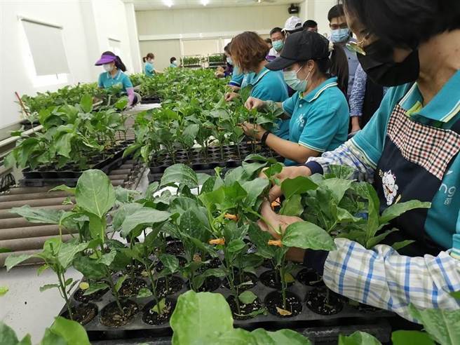 　1988年创立的台香种苗场，为国内最大百香果种苗场，占全国市占率80％以上，更销售到大陆、越南、泰国等东南亚国家，也是亚洲唯一获得秘鲁官方认证的苗圃厂商。（本报资料照片）