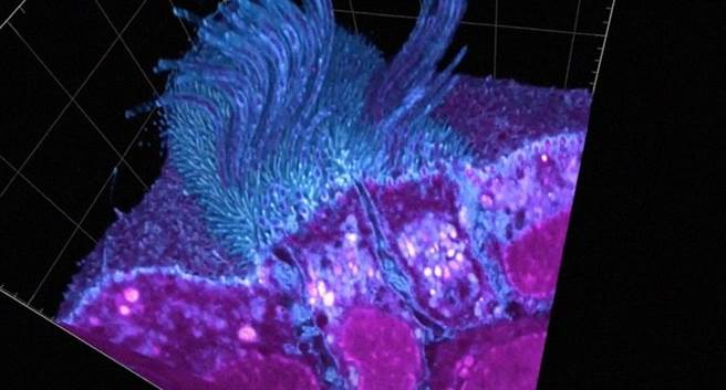 科学家利用改良过的显微镜观察COVID-19病毒感染机制（图／IMAGE BY UTRECHT UNIVERSITY）
