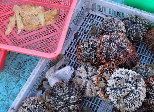 澎湖旅游消费纠纷疑似敲竹杠，1颗马粪海胆卖500元。（陈可文摄）