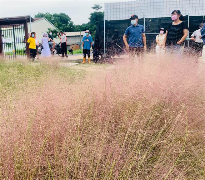 集集镇粉黛乱子草30日封园，仍有游客在大门外流连。（廖志晃摄）