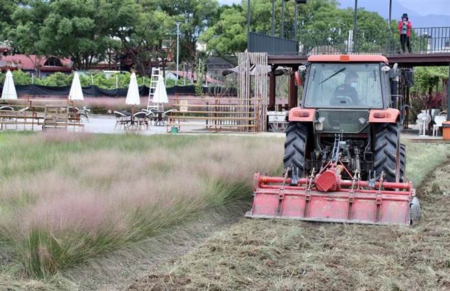 耕耘机30日开进「粉芒园」，剷除粉黛乱子草。（廖志晃摄）
