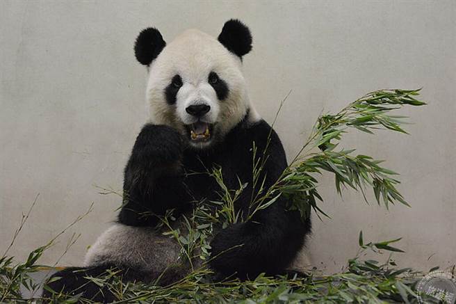 「團團」：我沒事了，請大家不用擔心！（台北市立動物園提供）