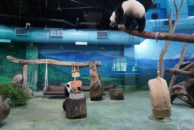 圓寶：媽媽，等等我一起切蛋糕呀！（台北市立動物園提供）