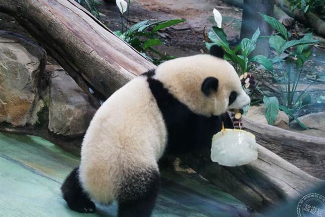 圓寶將最上層的蛋糕帶到棲架上慢慢享用（台北市立動物園提供）