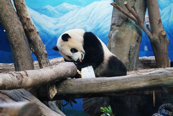 圓寶將最上層的蛋糕帶到棲架上慢慢享用（台北市立動物園提供）