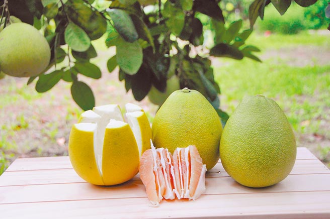 新北市农业局与八里农会9月初将举办文旦柚展售会，一次就可以购买歷届的冠军柚。（新北市农业局提供／叶书宏新北传真）