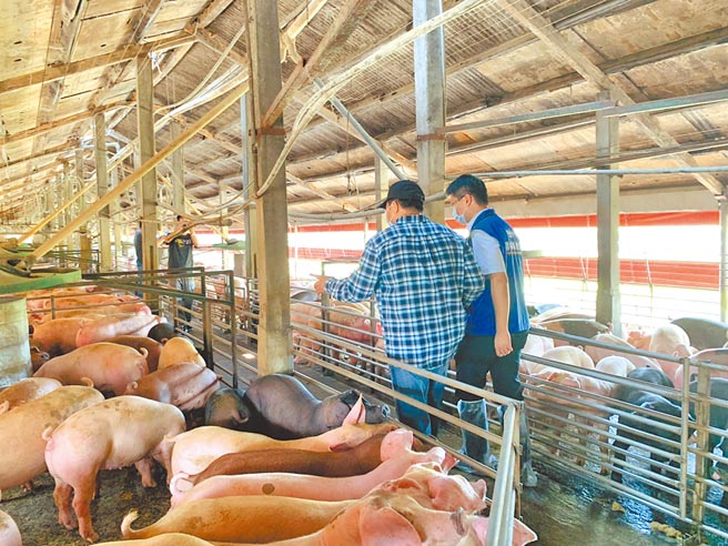 针对越南含有非洲猪瘟的肉制品走私进入台湾，云林县府农业处全面清查县内养猪户，迄今完成1033场，都无违规偷用厨余。（云林县府提供／周丽兰云林传真）