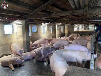 防非洲豬瘟 禁廚餘養豬1個月 蔡壁如：萊豬卻一堆特例開放？