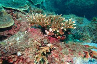 疫情解封潮境開放水域活動後 驚見珊瑚斷肢、白化加劇