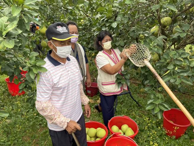 花莲县卓溪乡立山村也有种植文旦柚，不过地处偏远，搬运艰困，鲜为人知，在当地投资兴建水力发电厂的世丰电力，除购3000箱，并利用科技网路协助原乡建立行销管道，协助打响「立山文旦」新品牌。（世丰电力提供／罗亦晽花莲传真）