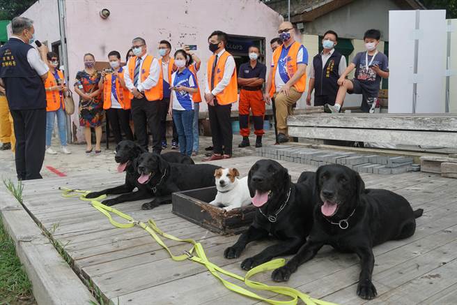 永旭希望工程慈善协会、永旭保险经纪人股份有限公司捐赠30万元的搜救犬训练设备给中市消防局特搜大队搜救犬队，31日举行捐赠典礼，5只搜救犬服从命令，趴在旁边，等待下一步指示。（黄国峰摄）