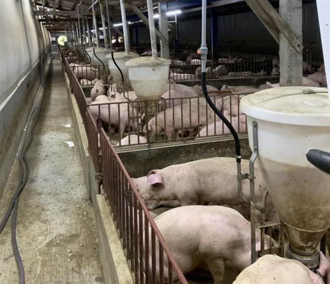 花蓮廚餘禁止養豬，都送往環科園區處理後，轉換為有機肥料土壤改良劑。為防堵非洲豬瘟，縣府持續消毒縣內豬場，提升自我保護。（資料照片／王志偉花蓮傳真）